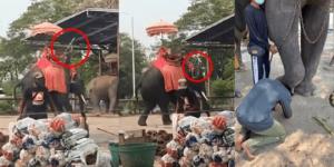 მომთვინიერებელს, რომელიც სპილოს არმატურით სცემდა, სპილოს წინ დაჩოქვა აიძულეს(ვიდეო)