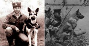 ძაღლები-გმირები მეორე მსოფლიო ომის ბრძოლის ველზე