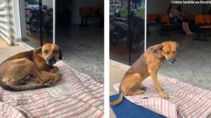ბრაზილიაში ძაღლი ოთხი თვე ელოდა საავადმყოფოსთან გარდაცვლილ პატრონს - ისტორიის გაგრძელება არანაკლებ დრამატულია