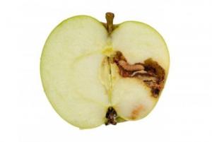 აი, რა დაემართება ჩვენს ორგანიზმს, თუ მატლიან ვაშლს შევჭამთ