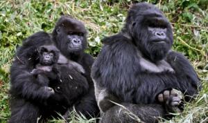 მსოფლიოში ყველაზე დიდი 5 მაიმუნის სახეობა (+ფოტოები)