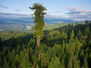 მსოფლიოში ყველაზე მაღალი ხე (+ ფოტოები)