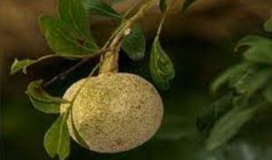 სპილოს ვაშლი - ეგზოტიკური ხილი, რომლის ნაყოფიც მანგოსა და ანანასის არომატს მოგაგონებთ