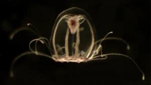 სენსაცია: მეცნიერებმა უკვდავი მედუზას საიდუმლო ამოხსნეს