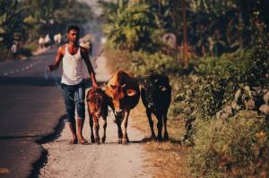 ინდოეთში გადაწყვიტეს, ძროხებისთვის სასრაფო დახმარების მანქანა არსებობდეს