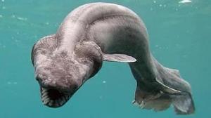 ზვიგენი, რომელსაც 300 კბილი აქვს, თითქოს ჯოჯოხეთიდან არის მოვლენილი