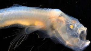 მეცნიერებმა ოკეანის სიღრმეში “საურონის თვალი” და გასაოცარი არსებები აღმოაჩინეს