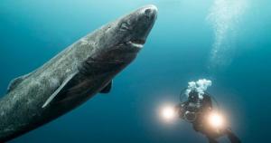 არქტიკაში აღმოჩენილი 400 წლის ზვიგენი შესაძლოა დედამიწაზე ყველაზე ასაკოვანი ხერხემლიანი ცხოველი იყოს