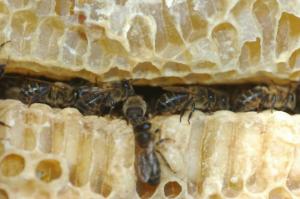5 გასაოცარი ფაქტი ფუტკრების შესახებ, რომელიც აუცილებლად უნდა იცოდე