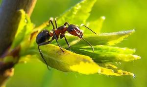 ჭიანჭველებს სუნით კიბოს ამოცნობა შეუძლიათ?