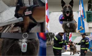 შსს-მ დააჯილდოვა ძაღლი 'ტინტო', რომელმაც თურქეთში ნანგრევებში მოყოლილი ადამიანი გადაარჩინა