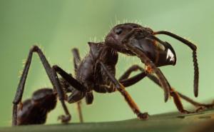 მსოფლიოში  ყველაზე  დიდი   ჭიანჭველები  (+6 ფოტო)