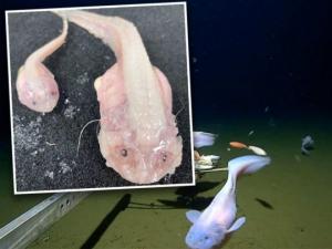ზღვის უდიდეს სიღრმეში მეცნიერებმა უცნაური თევზი აღმოაჩინეს