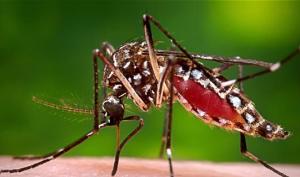 ყოველწლიურად კოღოების მიერ გავრცელებული დაავადებით ნახევარი მლნ. ადამიანი იღუპება... და რა მოხდება, ეს მწერი რომ გაქრეს?