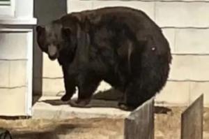აშშ-ში დაიჭირეს დათვი-რეციდივისტი, რომელმაც 21 ბინა გაძარცვა