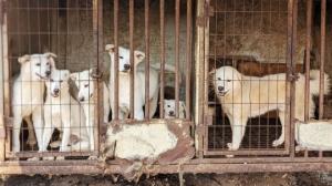 სამხრეთ კორეაში იკრძალება ძაღლის ხორცის ჭამა და ძაღლების ფერმების მოშენება