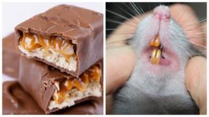 აშშ-ში მცხოვრებმა ქალბატონმა "სნიკერსის" შოკოლადის ბრიკეტში ვირთხის კბილი აღმოაჩინა.