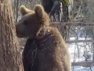 "დათვს მარყუჟი ისე უჭერს ყელში, გადაჭრილი აქვს კისრის და ყელის არე"(ვიდეო)