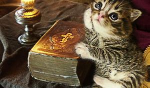 რატომ არ არის ბიბლიაში ნახსენები კატა?  და პასუხები სხვა უცნაურ კითხვებზე