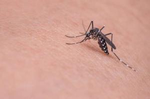7 მიზეზი, რის გამოც კოღოებს შეიძლება ,,ძალიან უყვარდეთ"