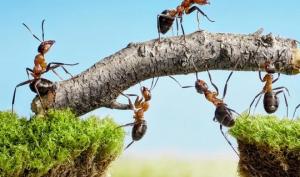 როგორ გავთავისუფლდეთ ჭიანჭველებისაგან