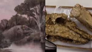 ავსტრალიაში "გიგანტური ბატის" პრეისტორიული თავის ქალა აღმოაჩინეს