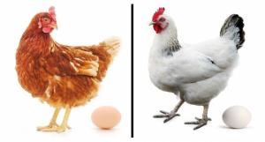 ყავისფერი და თეთრი კვერცხი: რაშია განსხვავება? ეს ყველა დიასახლისმა უნდა იცოდეს!