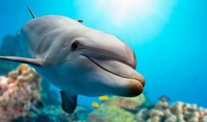 აღმოჩენა: დელფინი მარჯნის დახმარებით თვითმკურნალობას ეწევა