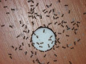 როგორ დავაღწიოთ თავი სახლში გაჩენილ ჭიანჭველებს