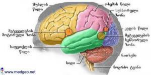წინა ტვინი-დიდი ნახევარსფეროები