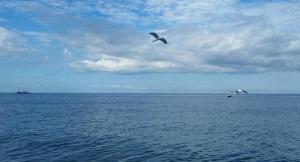შავი ზღვის სანაპირო ზოლზე პატრულირებას 200, ხოლო თბილისის ზღვაზე 100-მდე მაშველი განახორციელებს