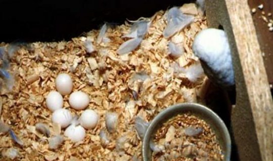 Сколько вынашивают яйца. Неоплодотворенные яйца волнистых попугаев. Волнистые попугаи откладывают яйца. Самка откладывает яйца волнистый. Зародыши яиц волнистых попугаев.