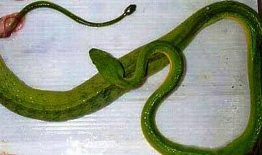Чем ящерицы отличаются от змей. Огурец похожий на змею. Змея похожая на огурец. Огурцы похожи на змей.