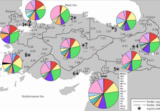 თურქეთის მოსახლეობის ჰაპლოჯგუფები რეგიონების მიხედვით