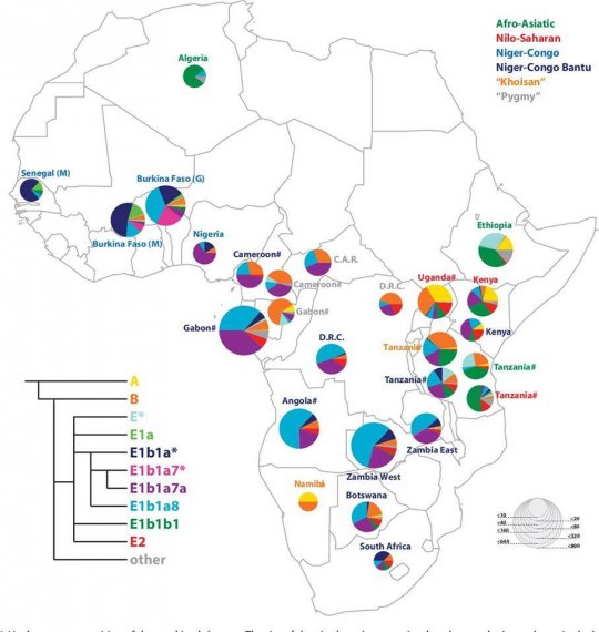 აფრიკელების ჰაპლოჯგუფები: A,  B,  E.