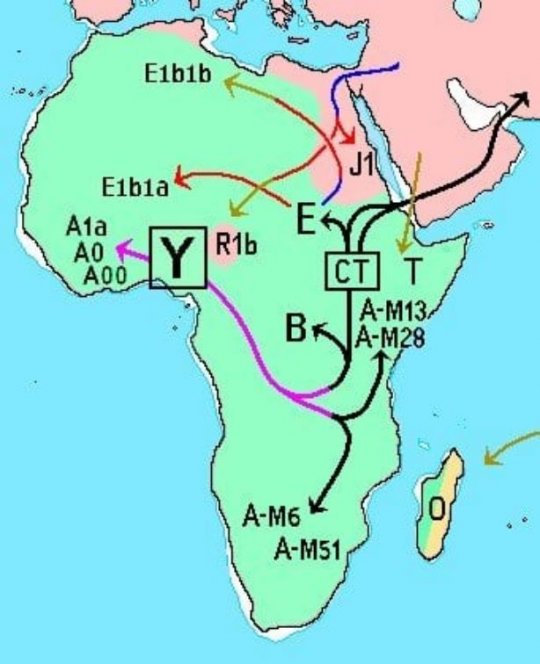 ჰაპლოჯგუფი B - წარმოიშვა დაახ. ძვ.წ. 100, 000 წლისთვის აფრიკაში.