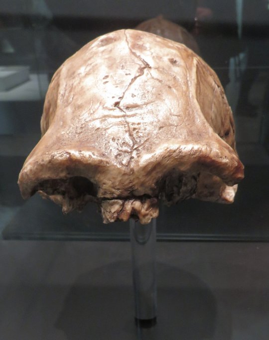 დმანისის პირველი თავის ქალა (Dmanisi skull 1 - D2280)