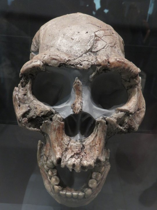 დმანისის მეორე თავის ქალა (Dmanisi skull 2 - D2282)