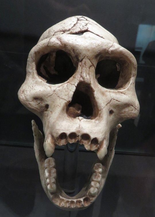 დმანისის მესამე თავის ქალა (Dmanisi skull 3 - D2700)