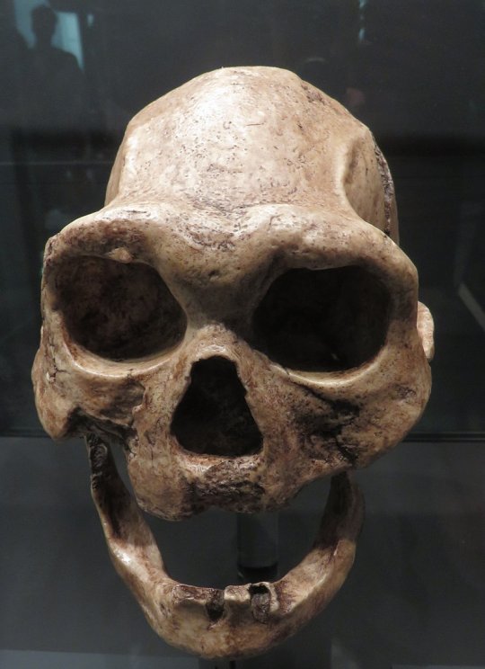 დმანისის მეოთხე თავის ქალა (Dmanisi skull 4 - D3444)