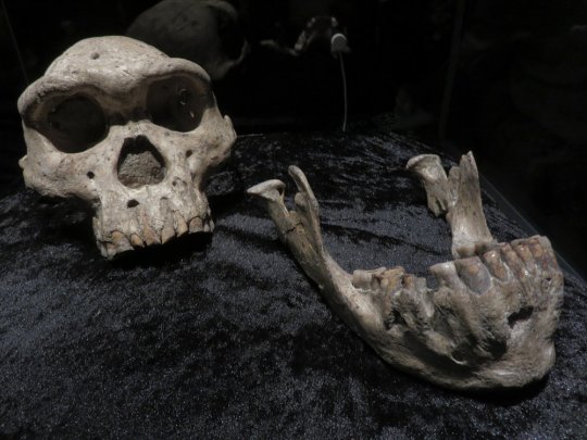 დმანისის მეხუთე თავის ქალა (Dmanisi skull 5 - D4500)