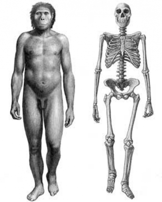 ჰომო გეორგიკუსი - Homo georgicus