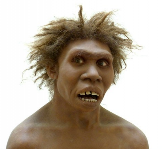 ჰომო ერექტუსი - Homo erectus