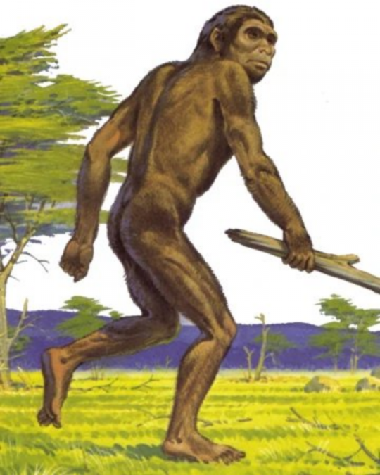 რუდოლფელი ადამიანი - Homo rudolfensis