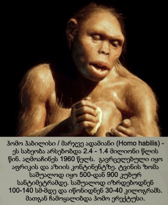 ჰომო ჰაბილისი / მარჯვე ადამიანი / Homo habilis