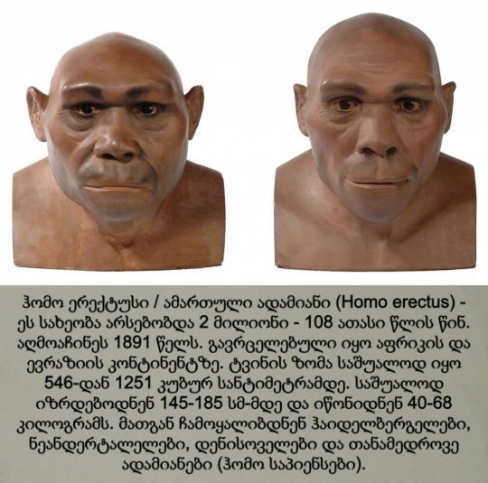 ჰომო ერექტუსი / ამართული ადამიანი / Homo erectus