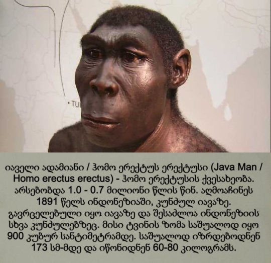 იაველი ადამიანი / ჰომო ერექტუს ერექტუსი / Java Man / Homo erectus erectus