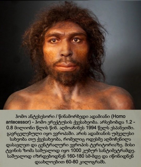 ჰომო ანტესესორი / წინამორბედი ადამიანი / Homo antecessor
