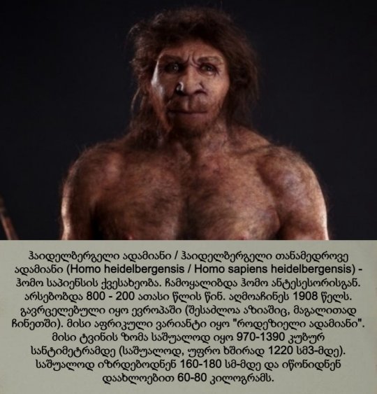 ჰაილდებერგელი ადამიანი / Homo heidelbergensis