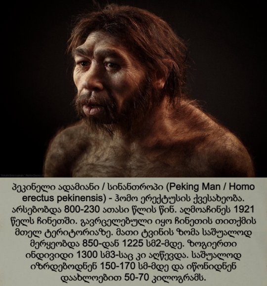 პეკინელი ადამიანი / პეკინელი ჰომო ერექტუსი სინანთროპი / Peking Man / Homo erectus pekinensis